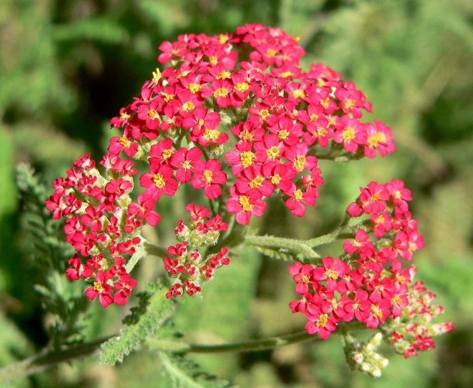 Achillea 'Paprika' (Achillea 'Paprika')