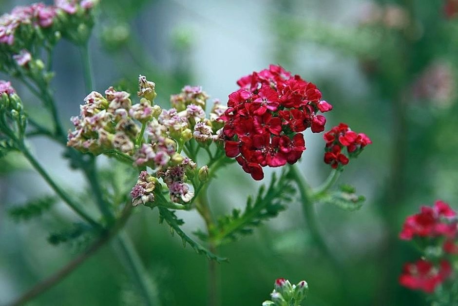 Como plantar Achillea 'Paprika' (Achillea 'Paprika')_1