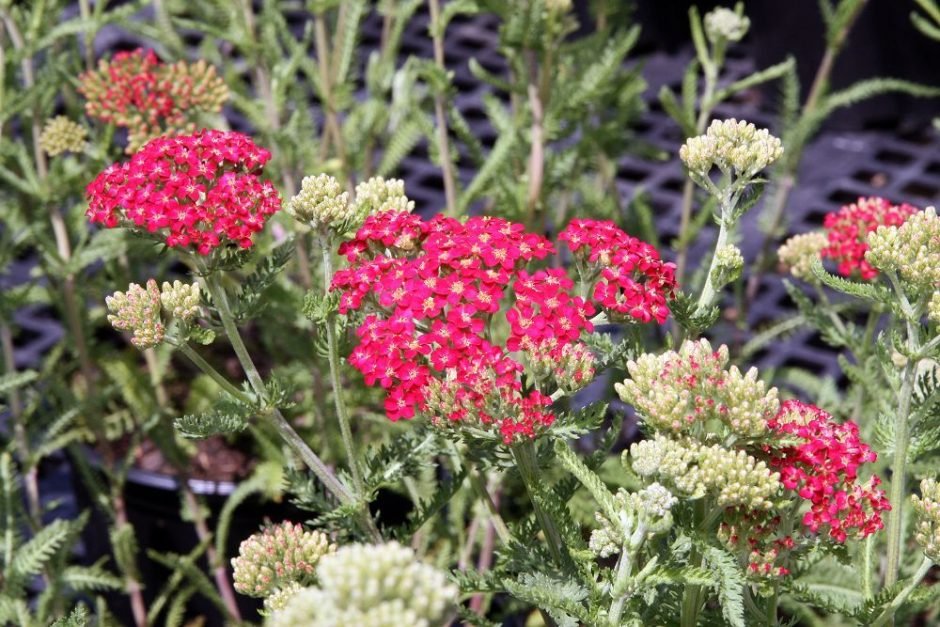 Onde plantar Achillea 'Paprika' (Achillea 'Paprika')_2
