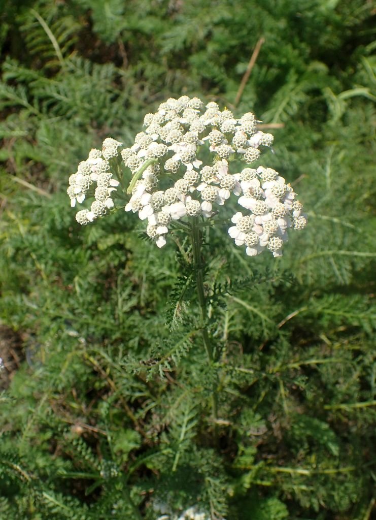 Achillea 'Pretty Belinda' (Achillea 'Pretty Belinda')