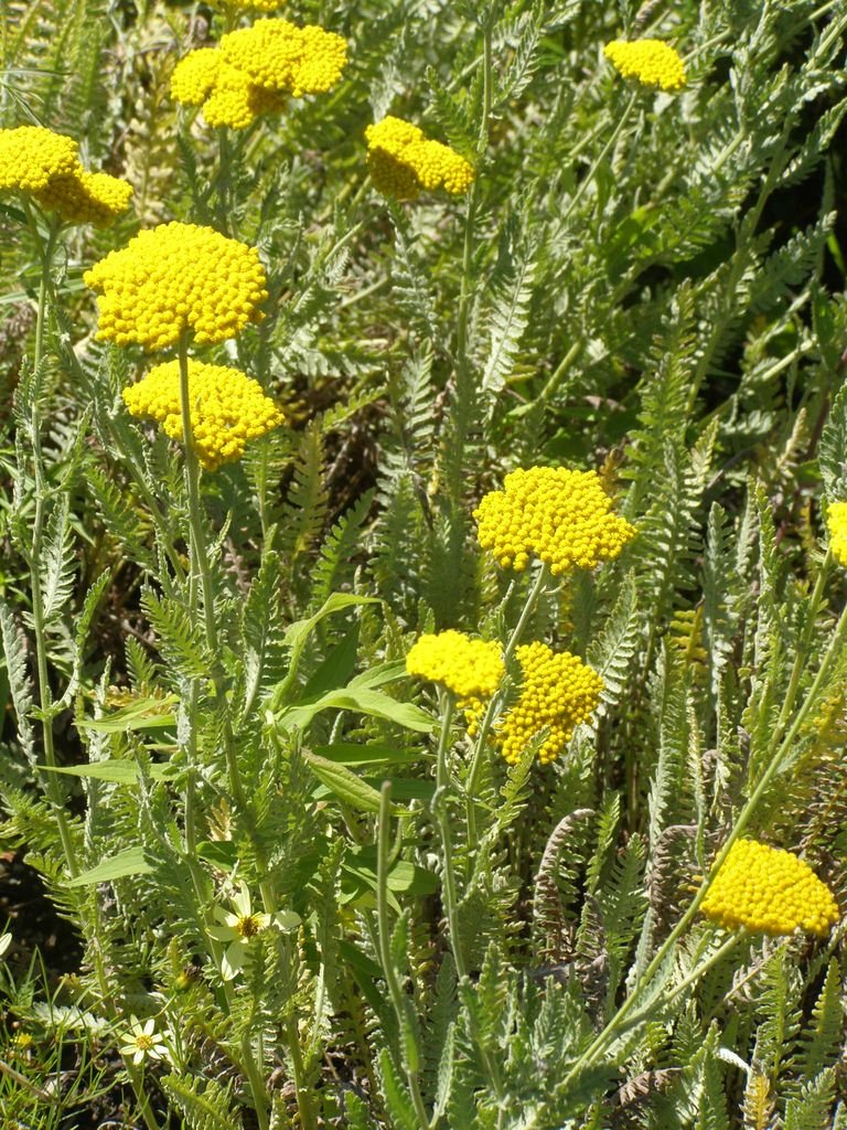 Achillea 'Schwellenburg' (Achillea 'Schwellenburg')