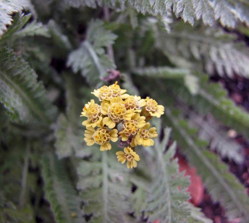 Achillea 'Taygetea' (Achillea 'Taygetea')