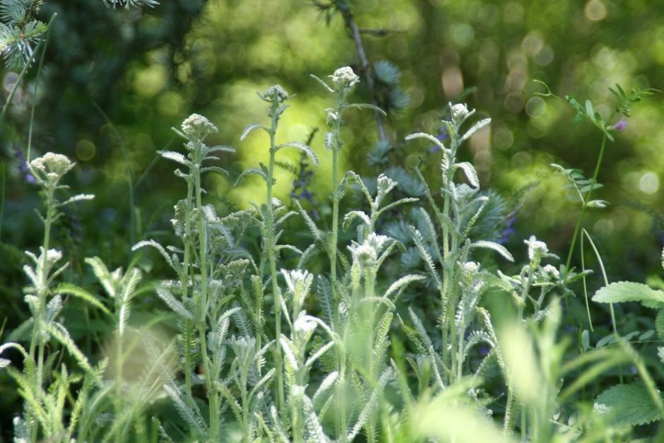 Como plantar Achillea 'Taygetea' (Achillea 'Taygetea')_1