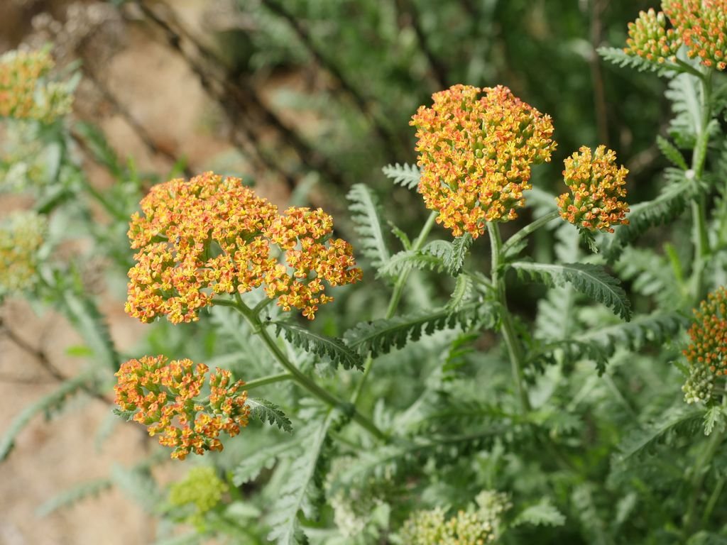 Achillea 'Walther Funcke' (Achillea 'Walther Funcke')