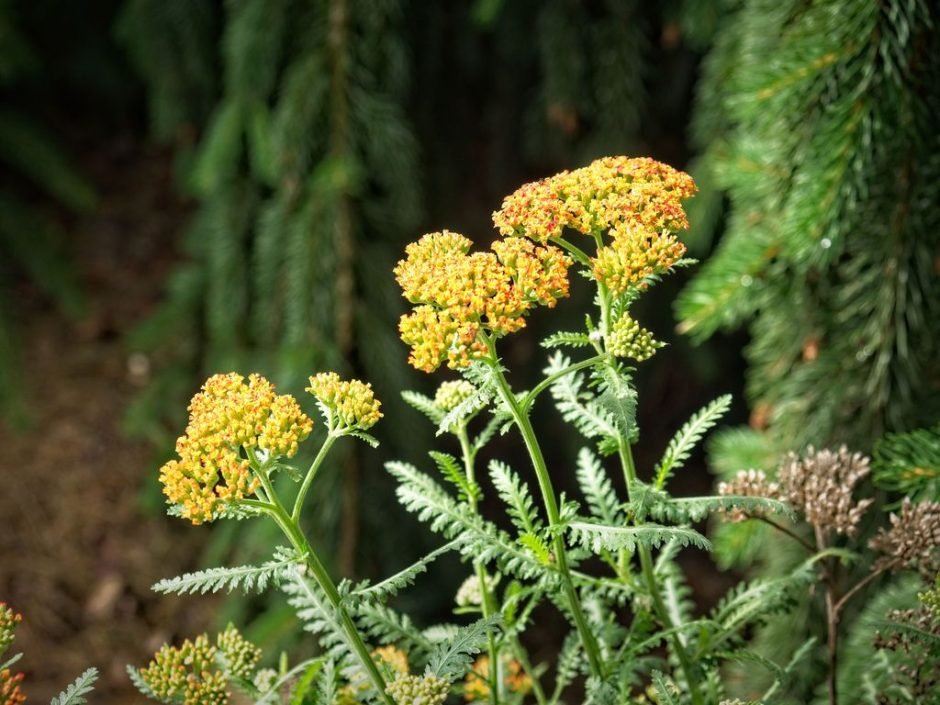 Como plantar Achillea 'Walther Funcke' (Achillea 'Walther Funcke')_1