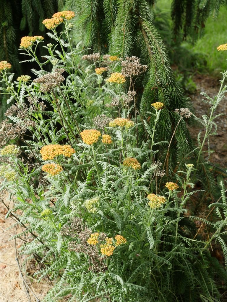 Onde plantar Achillea 'Walther Funcke' (Achillea 'Walther Funcke')_2