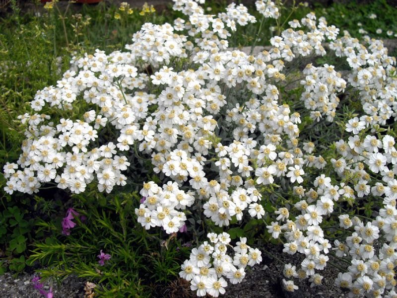 Achillea ageratifolia (Achillea ageratifolia)