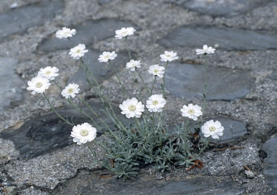 Onde plantar Achillea ageratifolia (Achillea ageratifolia)_2