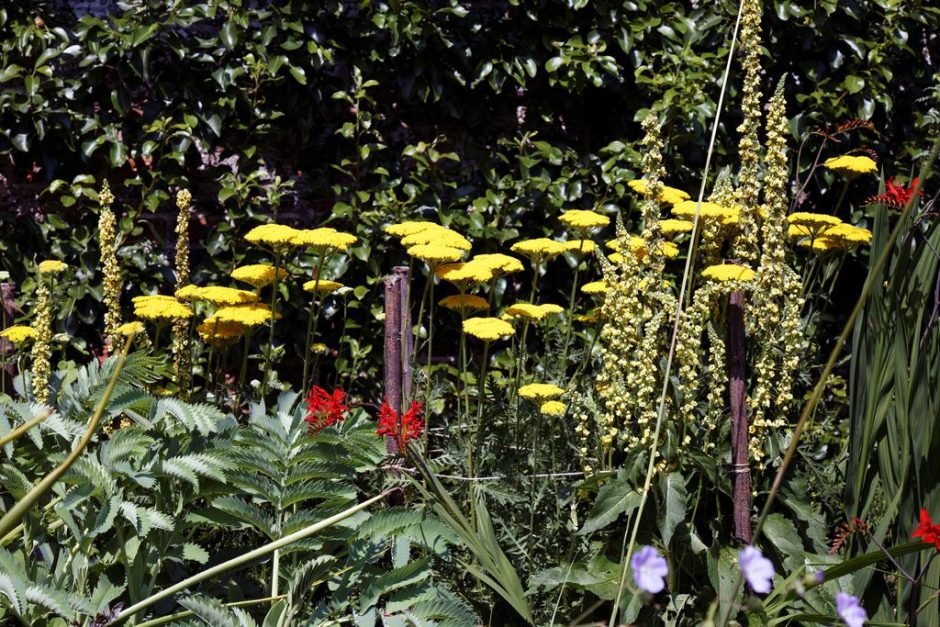 Como plantar Achillea filipendulina 'Gold Plate' (Achillea filipendulina 'Gold Plate')_1