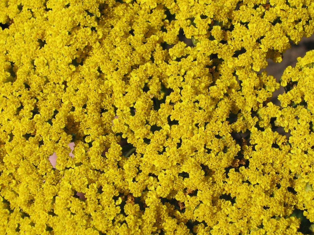 Achillea filipendulina 'Parker's Variety' (Achillea filipendulina 'Parker's Variety')