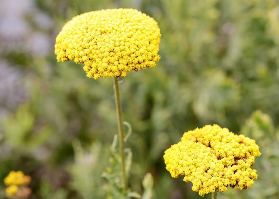 Como plantar Achillea filipendulina 'Parker's Variety' (Achillea filipendulina 'Parker's Variety')_1