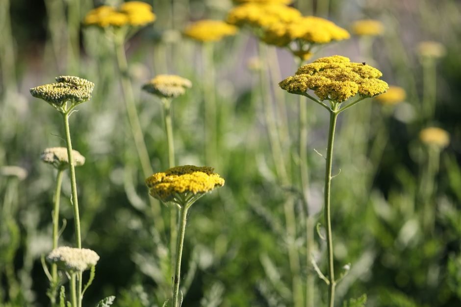 Onde plantar Achillea filipendulina 'Parker's Variety' (Achillea filipendulina 'Parker's Variety')_2