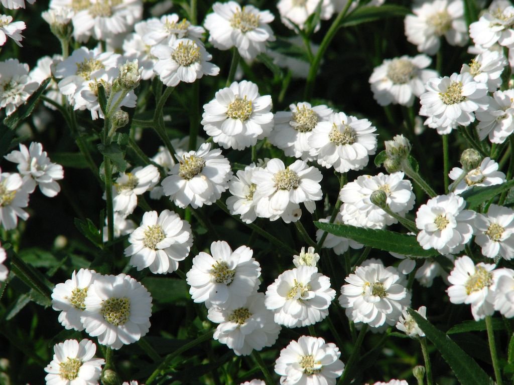 Achillea ptarmica 'The Pearl' (Achillea ptarmica 'The Pearl')