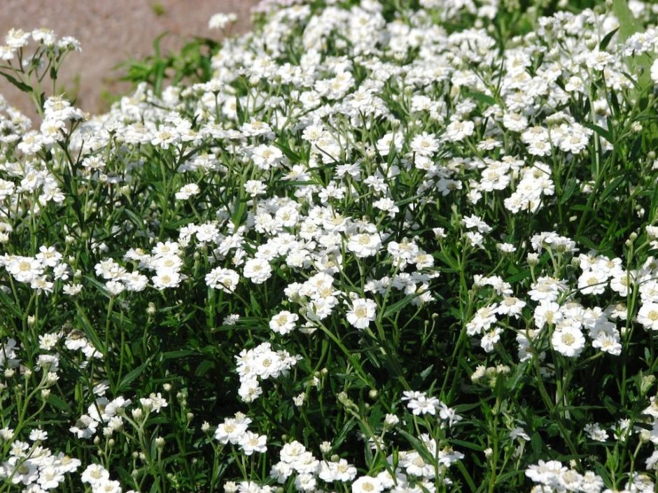 Como plantar Achillea ptarmica 'The Pearl' (Achillea ptarmica 'The Pearl')_1