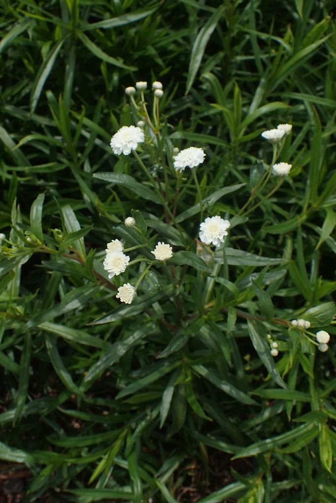 Onde plantar Achillea ptarmica 'The Pearl' (Achillea ptarmica 'The Pearl')_2