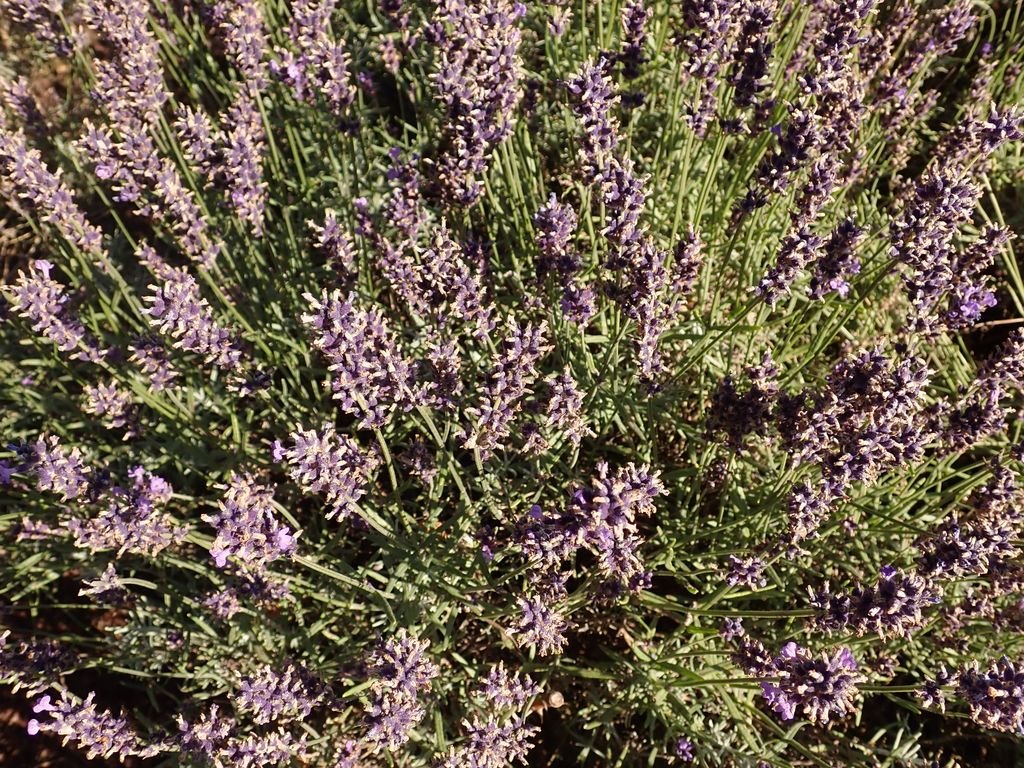 Alfazema 'Hidcote' (Lavandula angustifolia 'Hidcote')