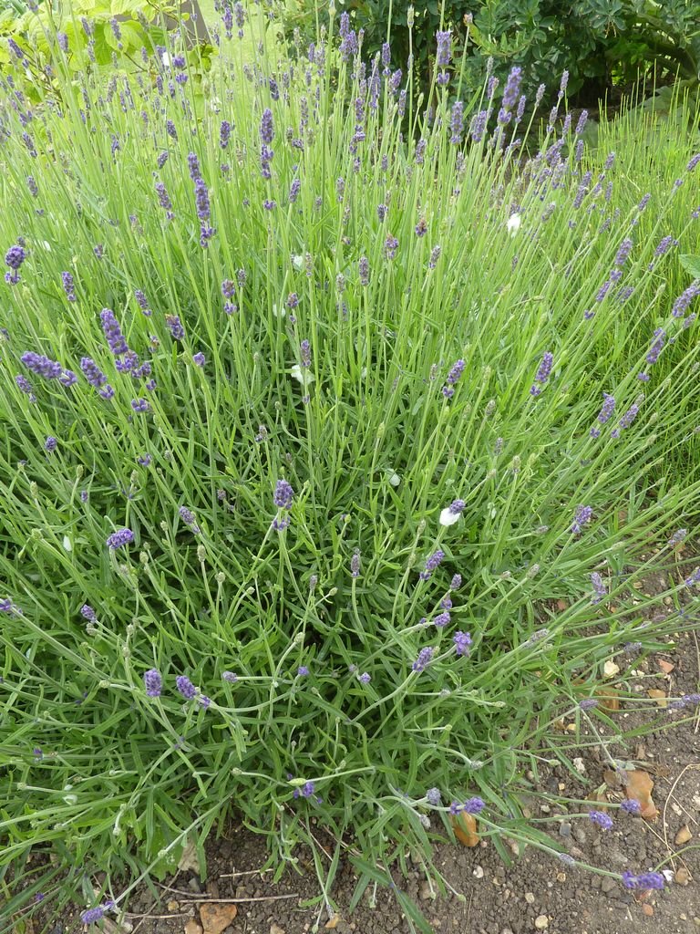 Como plantar Alfazema 'Hidcote' (Lavandula angustifolia 'Hidcote')_1