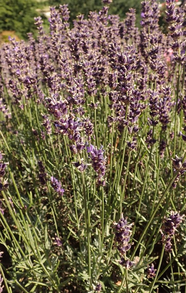 Onde plantar Alfazema 'Hidcote' (Lavandula angustifolia 'Hidcote')_2