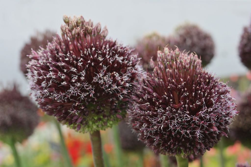 Alho 'Forelock' (Allium 'Forelock')