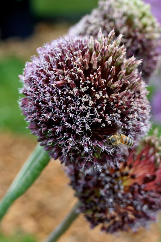 Como plantar Alho 'Forelock' (Allium 'Forelock')_1