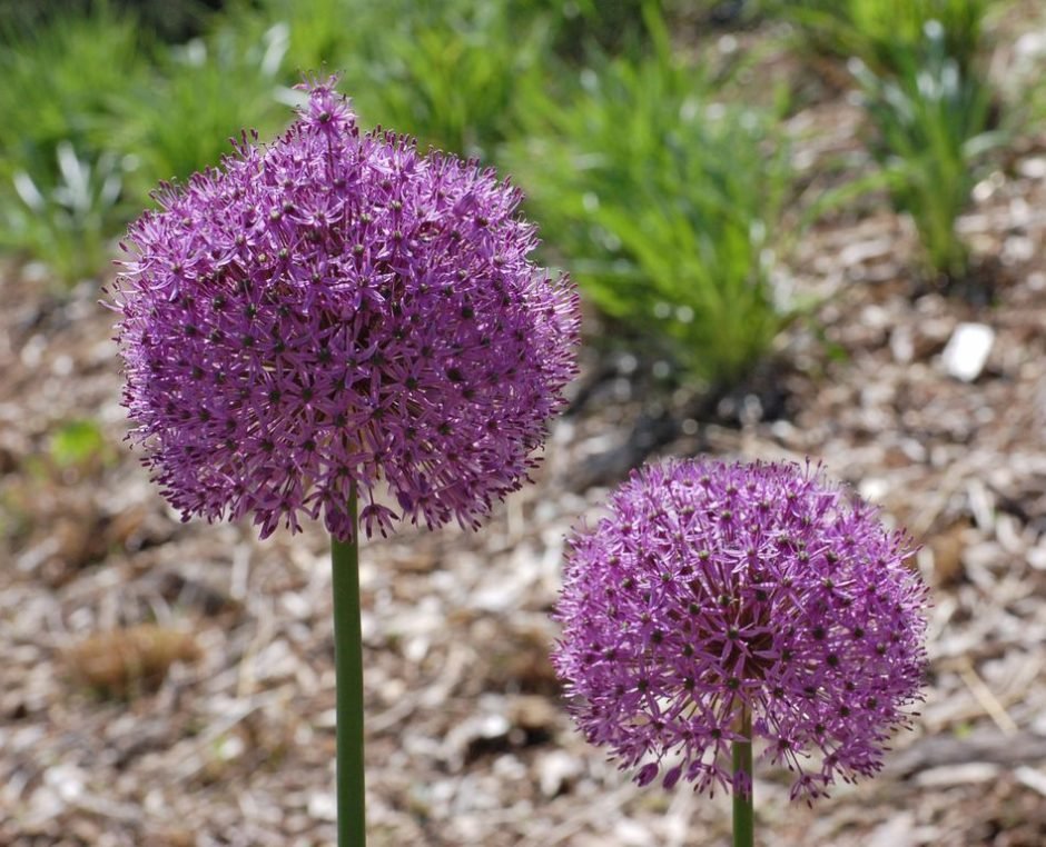 Como plantar Alho 'Gladiator' (Allium 'Gladiator')_1