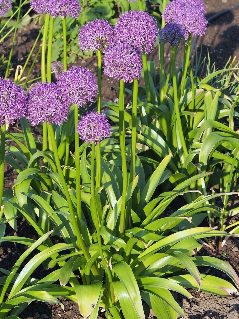 Onde plantar Alho 'Gladiator' (Allium 'Gladiator')_2