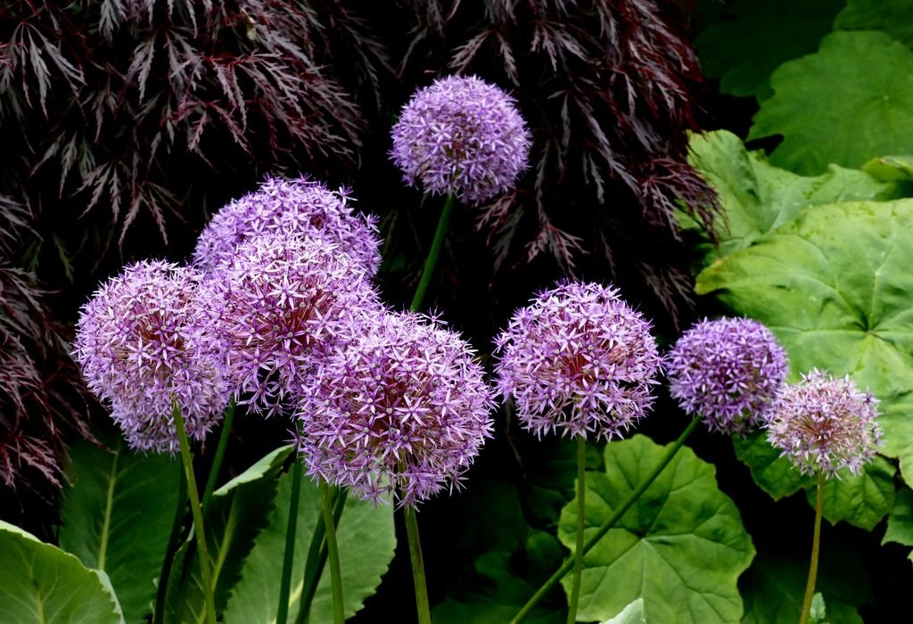 Alho 'Globemaster' (Allium 'Globemaster')