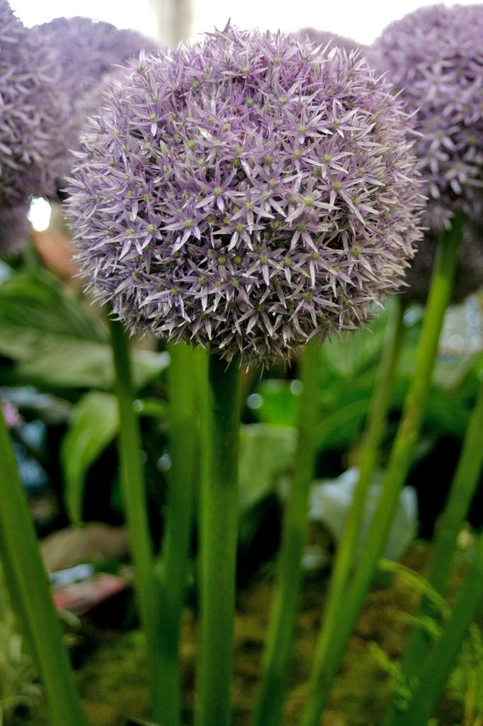 Onde plantar Alho 'Globemaster' (Allium 'Globemaster')_2