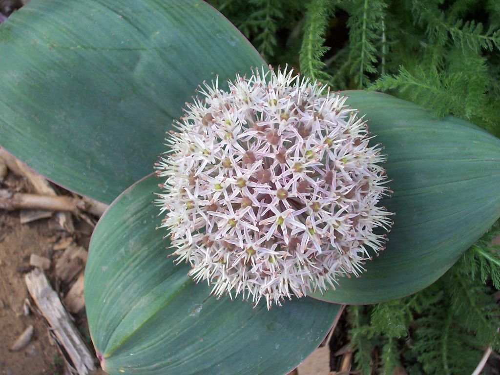 Alho 'Ivory Queen' (Allium karataviense 'Ivory Queen')