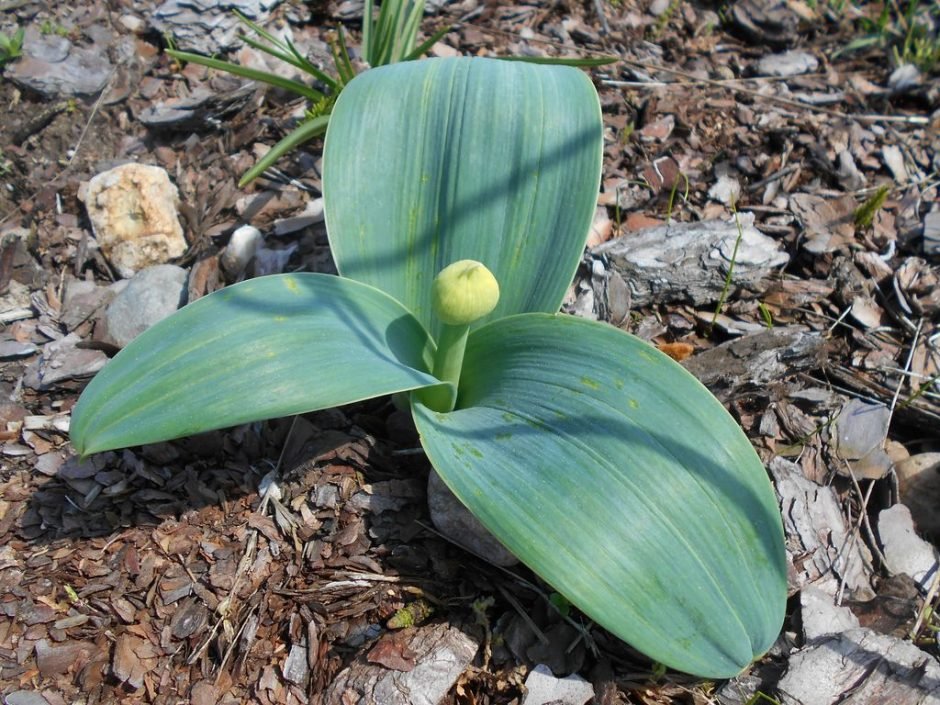 Como plantar Alho 'Ivory Queen' (Allium karataviense 'Ivory Queen')_1