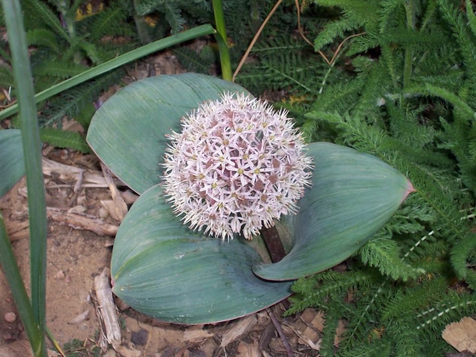 Onde plantar Alho 'Ivory Queen' (Allium karataviense 'Ivory Queen')_2