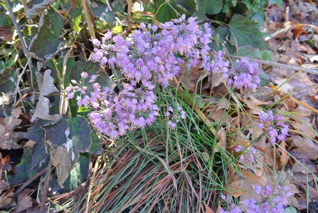 Alho 'Ozawa' (Allium thunbergii 'Ozawa')