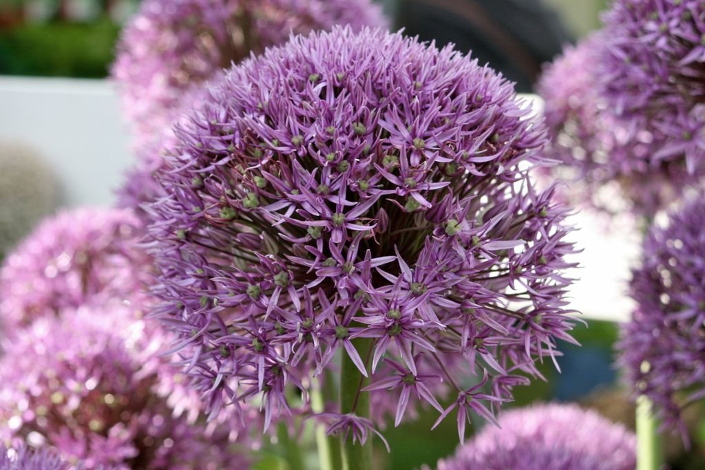 Alho 'Pinball Wizard' (Allium 'Pinball Wizard')
