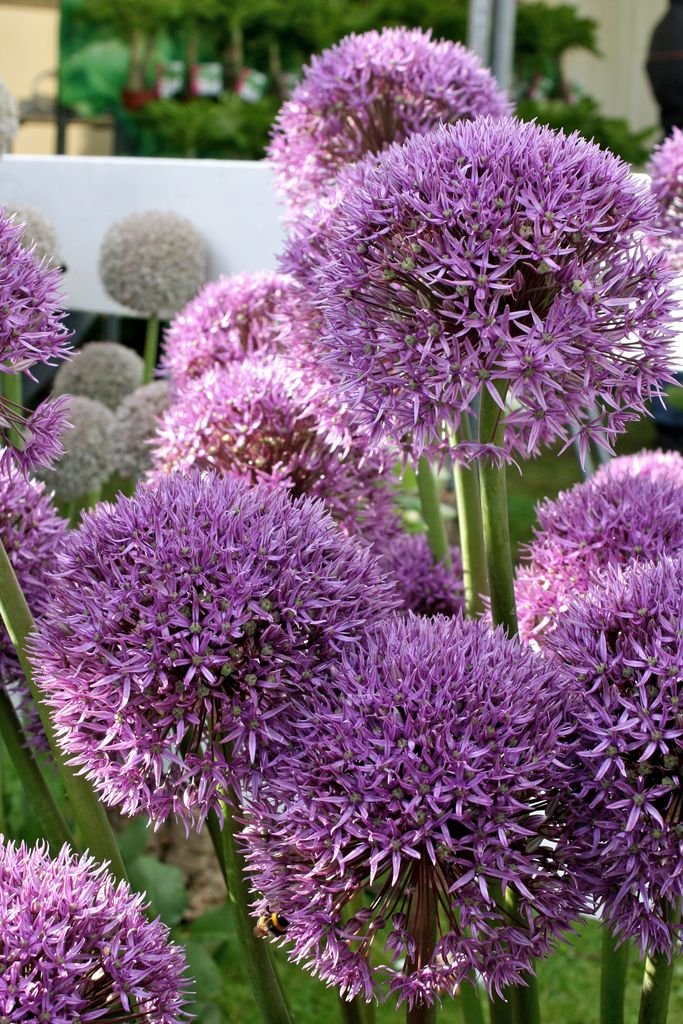 Como plantar Alho 'Pinball Wizard' (Allium 'Pinball Wizard')_1