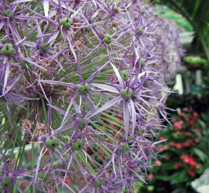 Alho 'Purple Rain' (Allium 'Purple Rain')