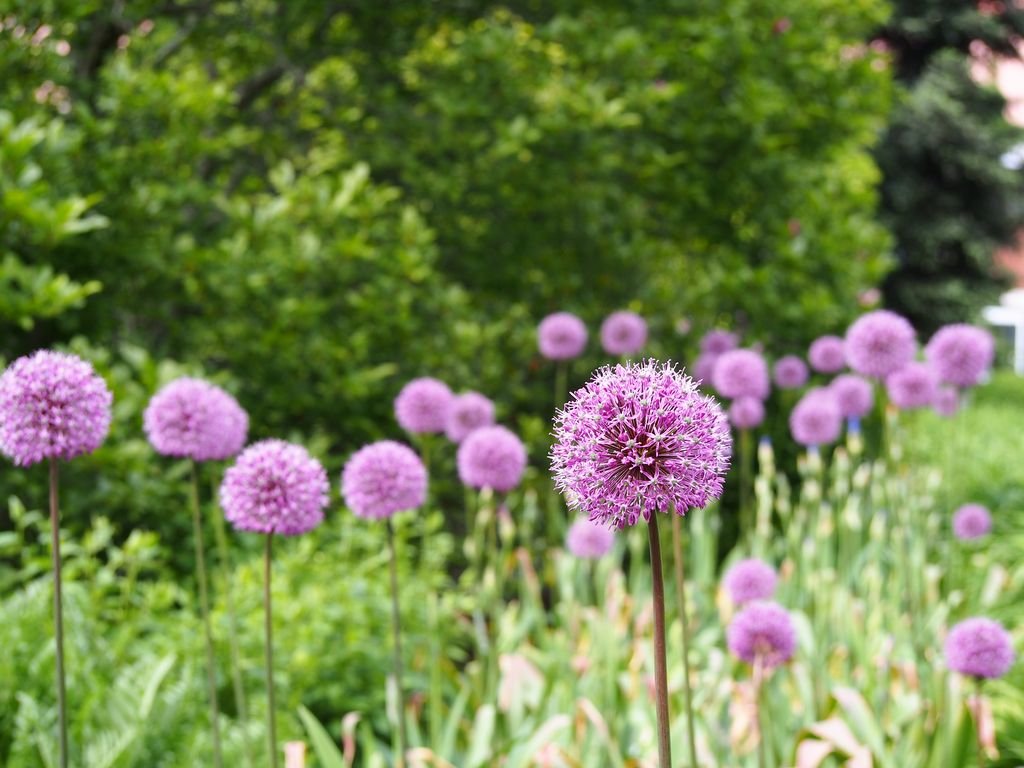 Alho 'Purple Sensation' (Allium hollandicum 'Purple Sensation')
