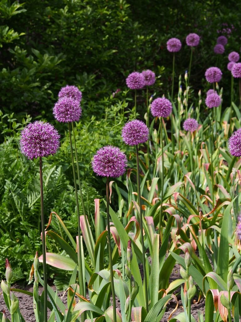 Como plantar Alho 'Purple Sensation' (Allium hollandicum 'Purple Sensation')_1