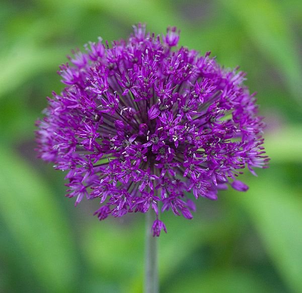 Onde plantar Alho 'Purple Sensation' (Allium hollandicum 'Purple Sensation')_2