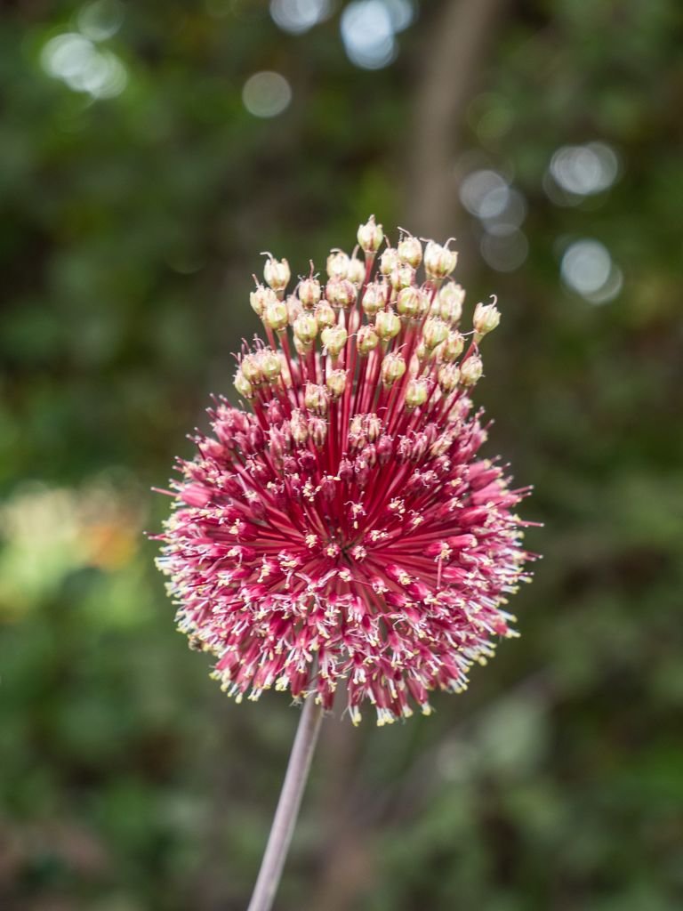 Alho 'Red Mohican' (Allium amethystinum 'Red Mohican')