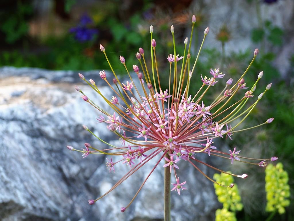 Alho Schubert (Allium schubertii)