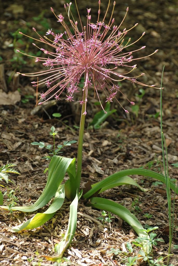 Como plantar Alho Schubert (Allium schubertii)_1