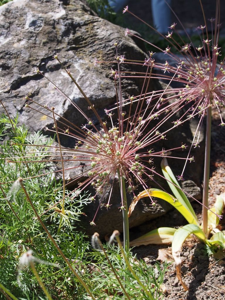 Onde plantar Alho Schubert (Allium schubertii)_2