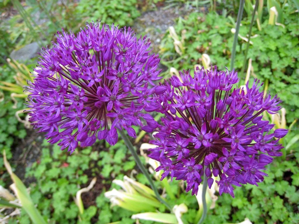 Alho holandês (Allium hollandicum)