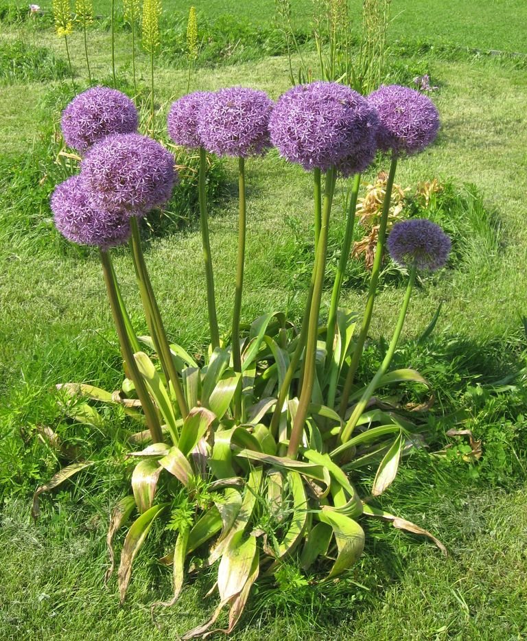 Como plantar Alho holandês (Allium hollandicum)_1