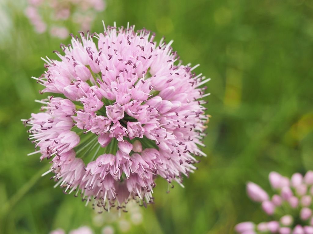Alho português (Allium lusitanicum)