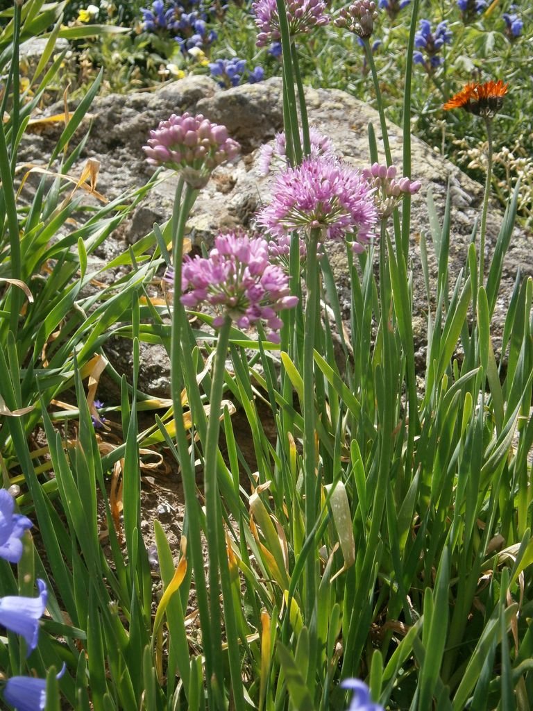 Como plantar Alho português (Allium lusitanicum)_1