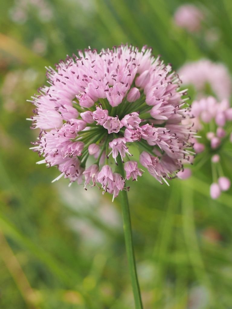 Onde plantar Alho português (Allium lusitanicum)_2