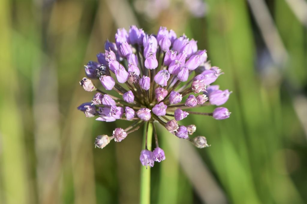 Allium angulosum (Allium angulosum)
