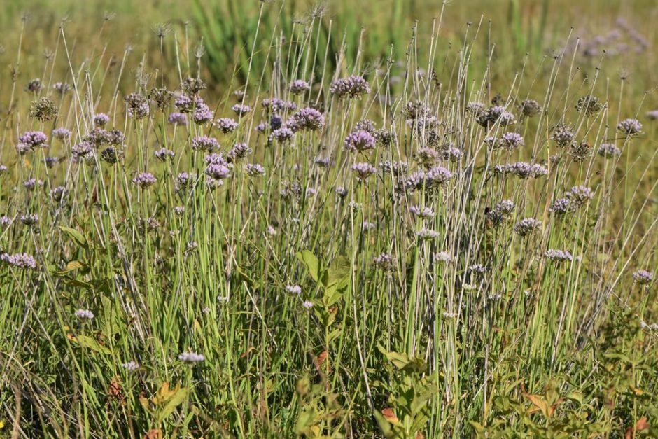 Como plantar Allium angulosum (Allium angulosum)_1