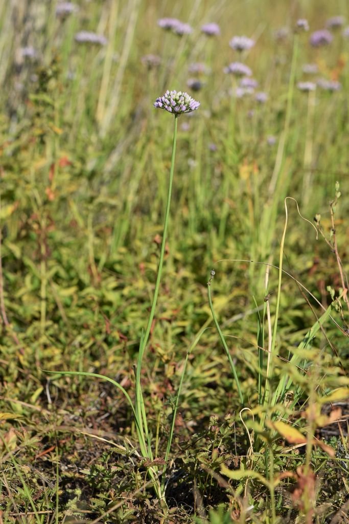 Onde plantar Allium angulosum (Allium angulosum)_2